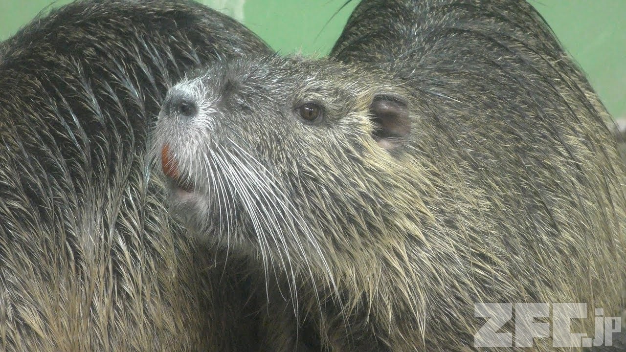 ぬーとりあ ヌートリア 学名：Myocastor coypus｜野生生物共有図鑑