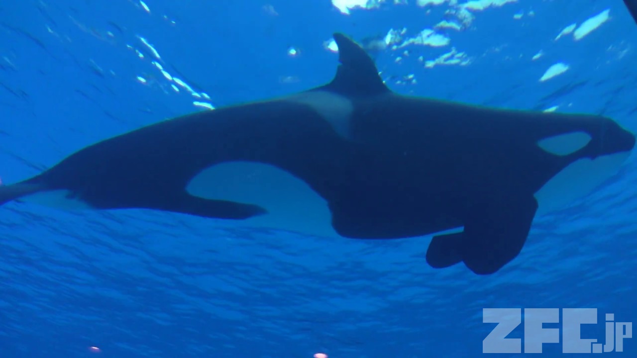 シャチ／サカマタ (名古屋港水族館) 2017年11月18日 | ZFC.jp