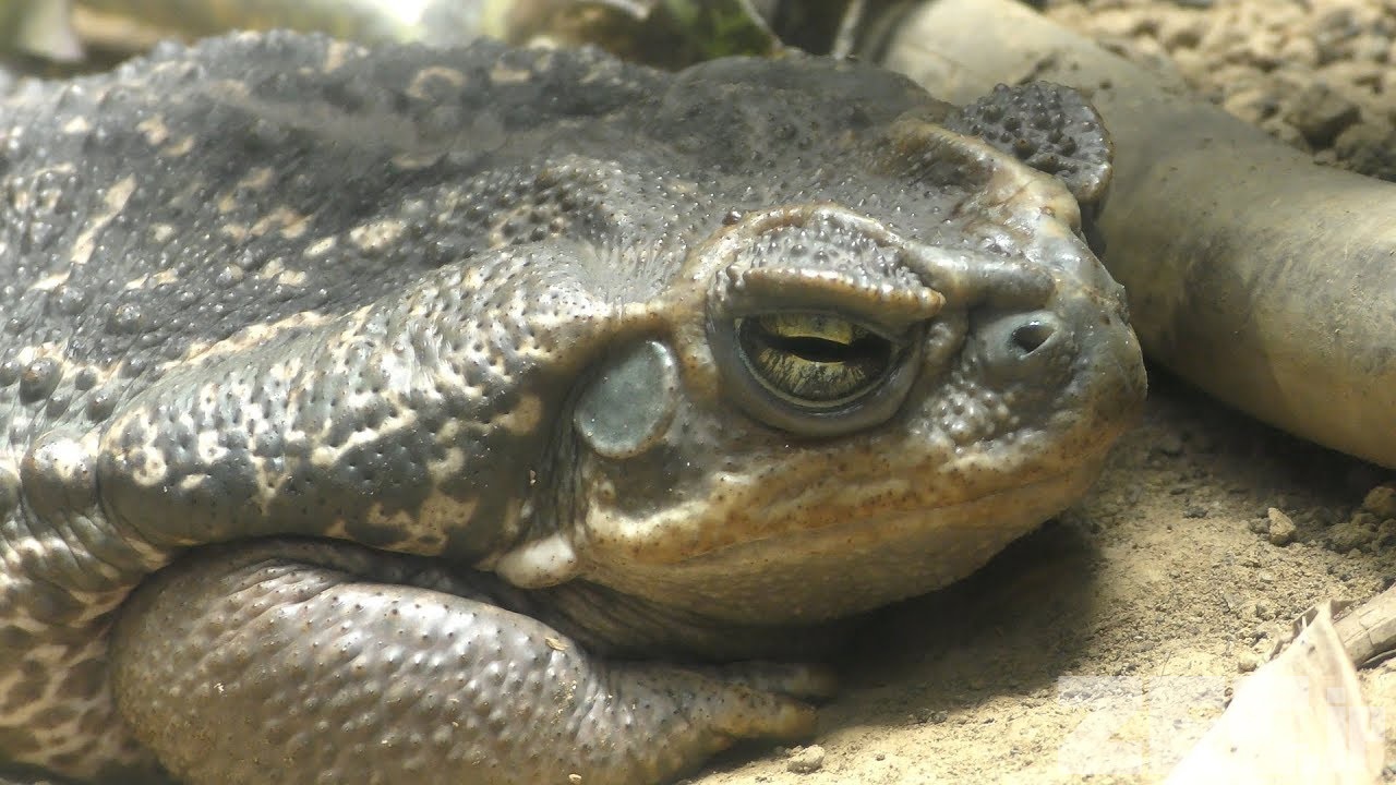 パラグアイオオヒキガエル 動物図鑑 ZFC.jp