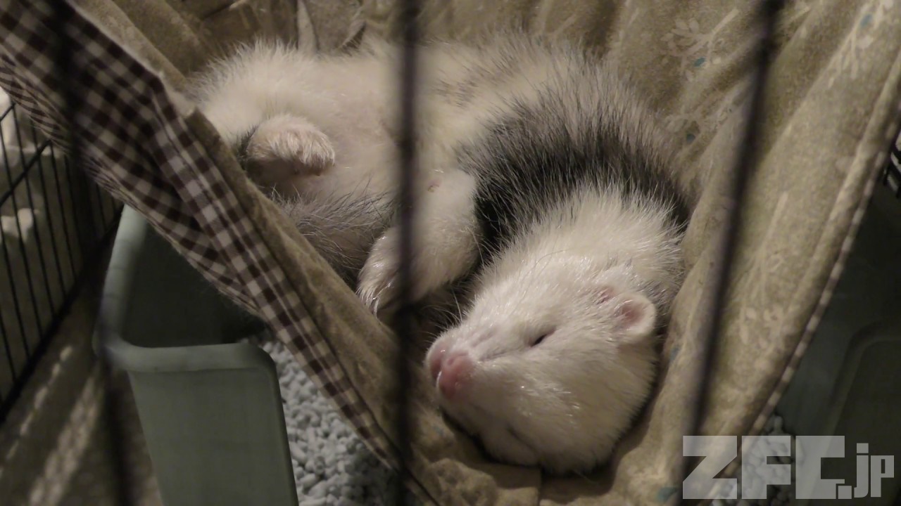 フェレット（Ferret）頭骨 maxresdefault.jpg