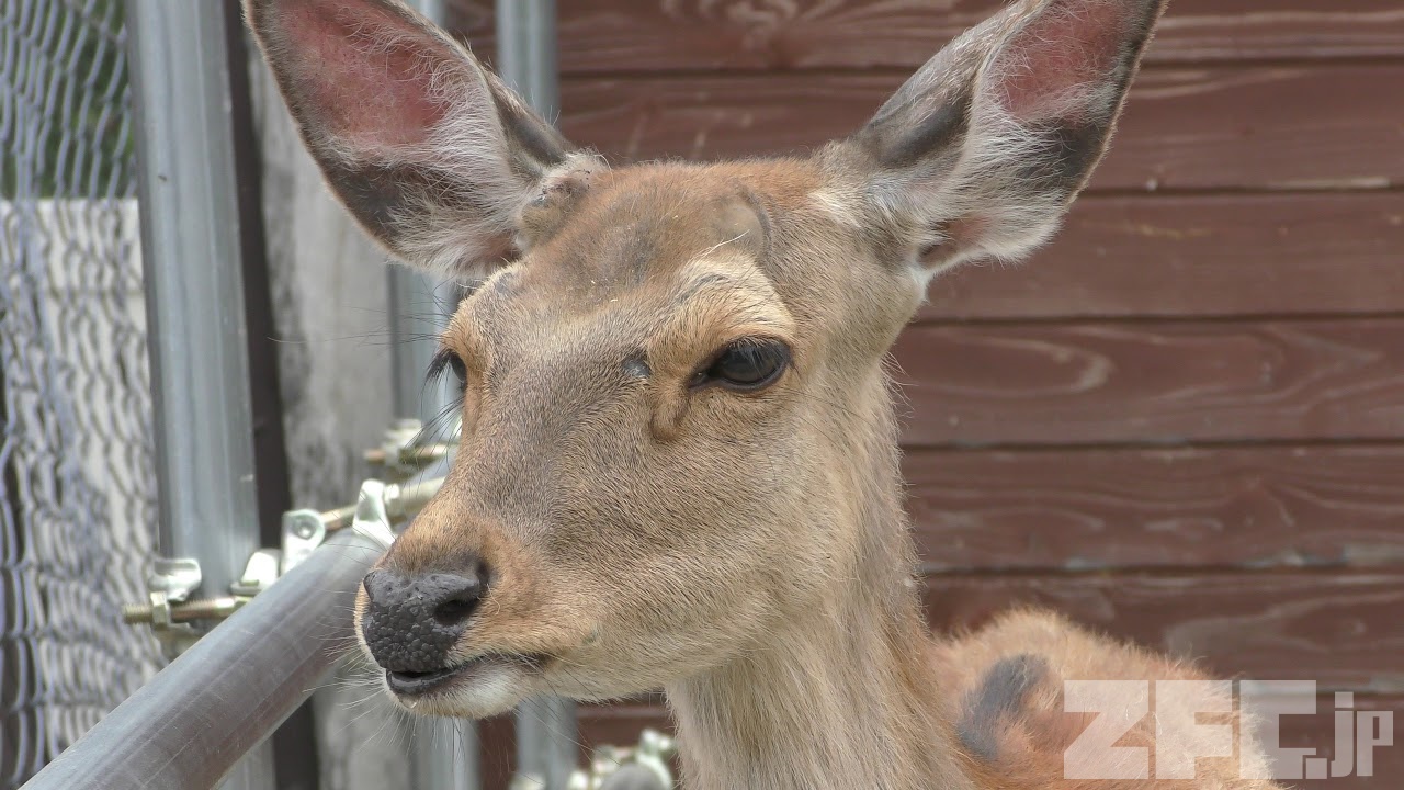 角を持つメスの エゾシカ 『きり』 (別海町 ふるさとの森動物館) 2019