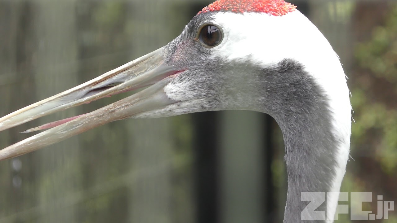 世界のツルゾーン 平川動物公園 18年7月29日 Zfc Jp