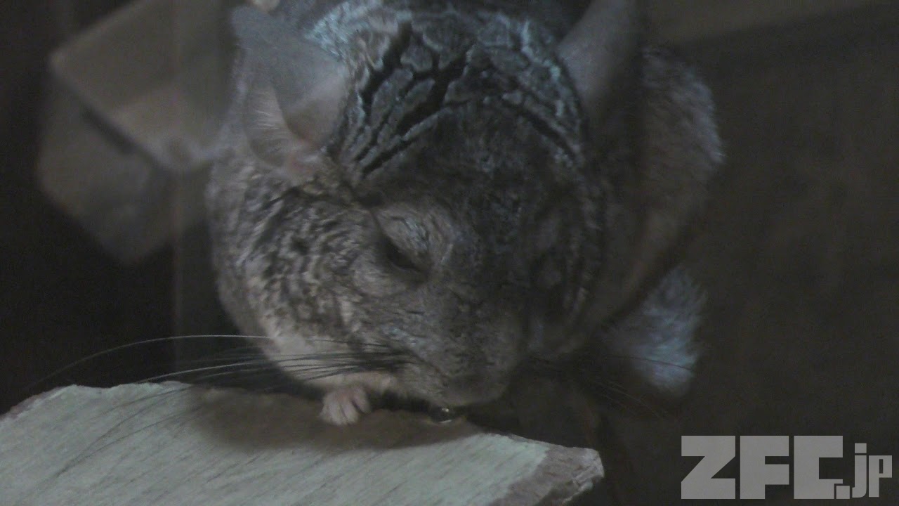 チンチラ (伊豆シャボテン動物公園) 2018年4月22日 | ZFC.jp