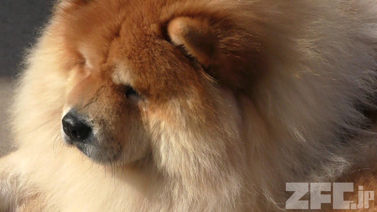 チャウチャウ | 動物図鑑 | ZFC.jp