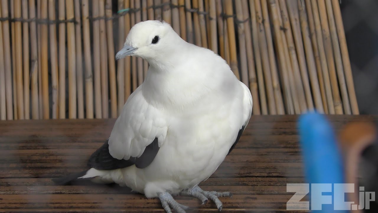 PIGEON&PEACE / はと森ハト モリバト（森鳩） | スコットランドの自然
