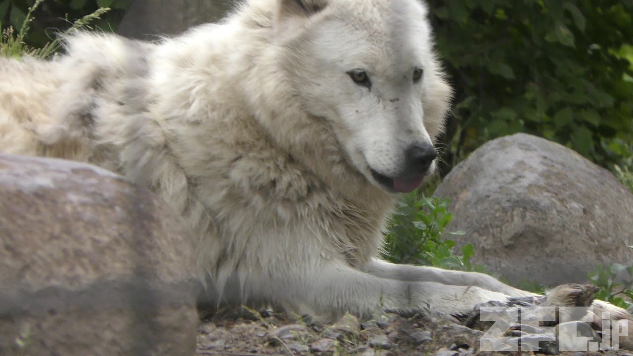 オオカミの森 (旭山動物園) 2019年6月20日 | ZFC.jp