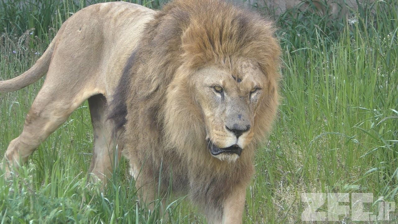ライオン の『アサヒ』 (九十九島動植物園 森きらら) 2019年4月22日