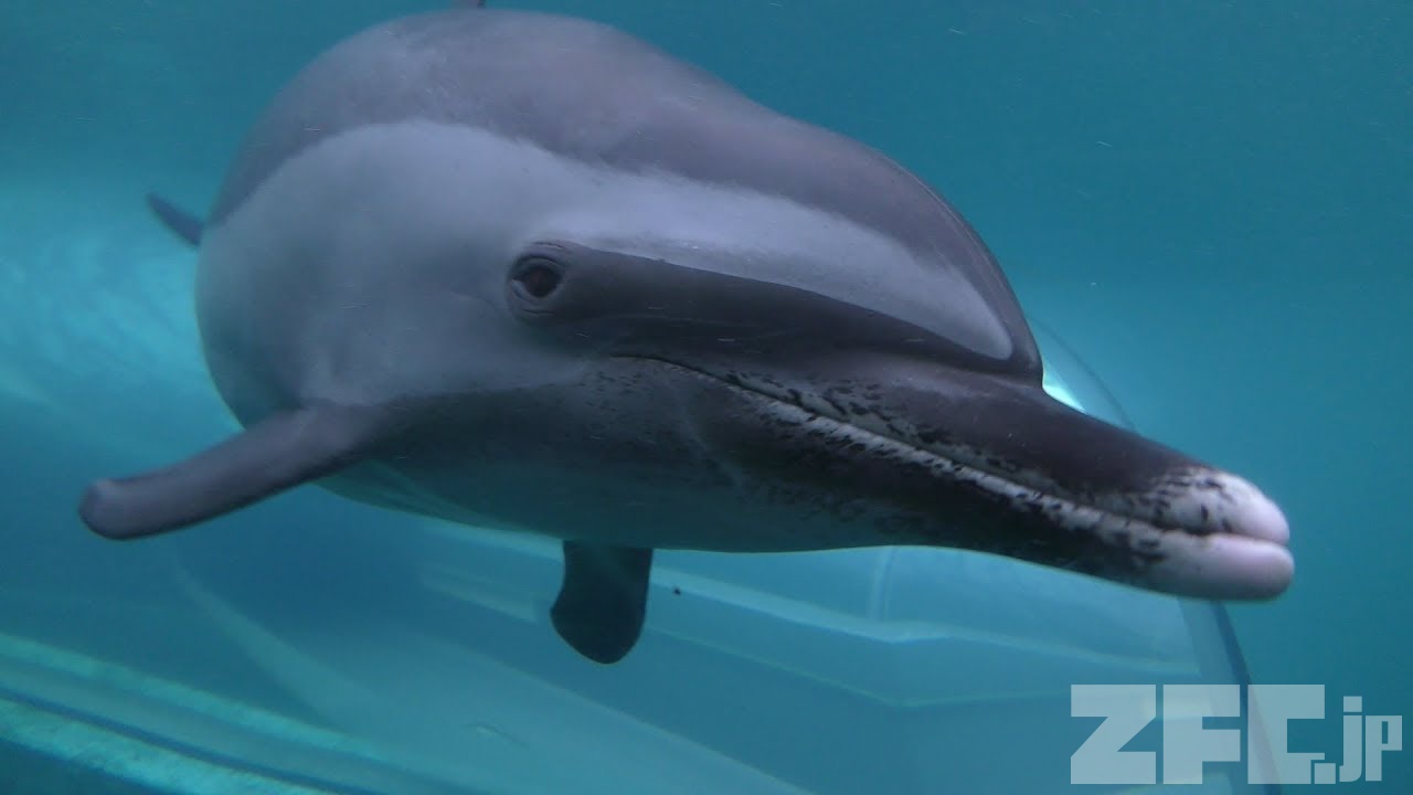 マダライルカ | 動物図鑑 | ZFC.jp