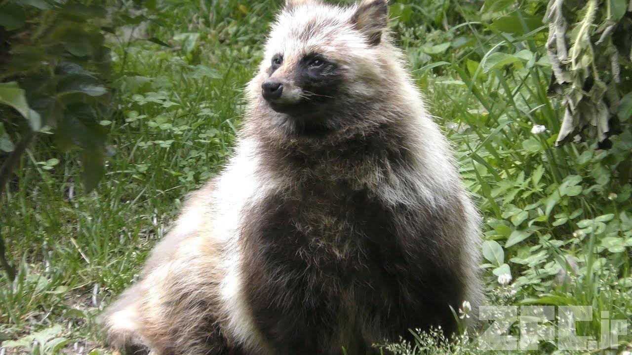 エゾタヌキ | 動物図鑑 | ZFC.jp