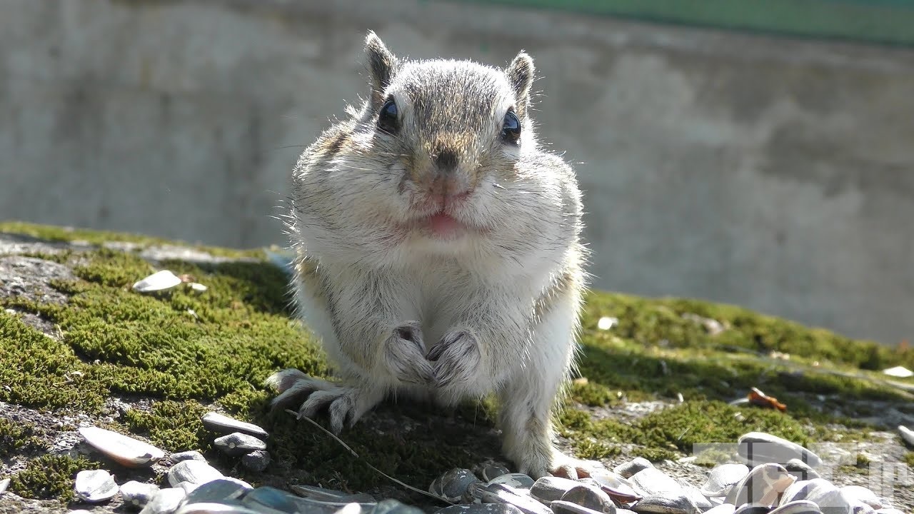 シマリス | 動物図鑑 | ZFC.jp