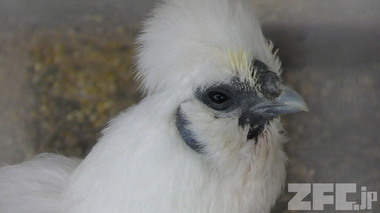 烏骨鶏 (智光山公園 こども動物園) 2018年7月22日 | ZFC.jp