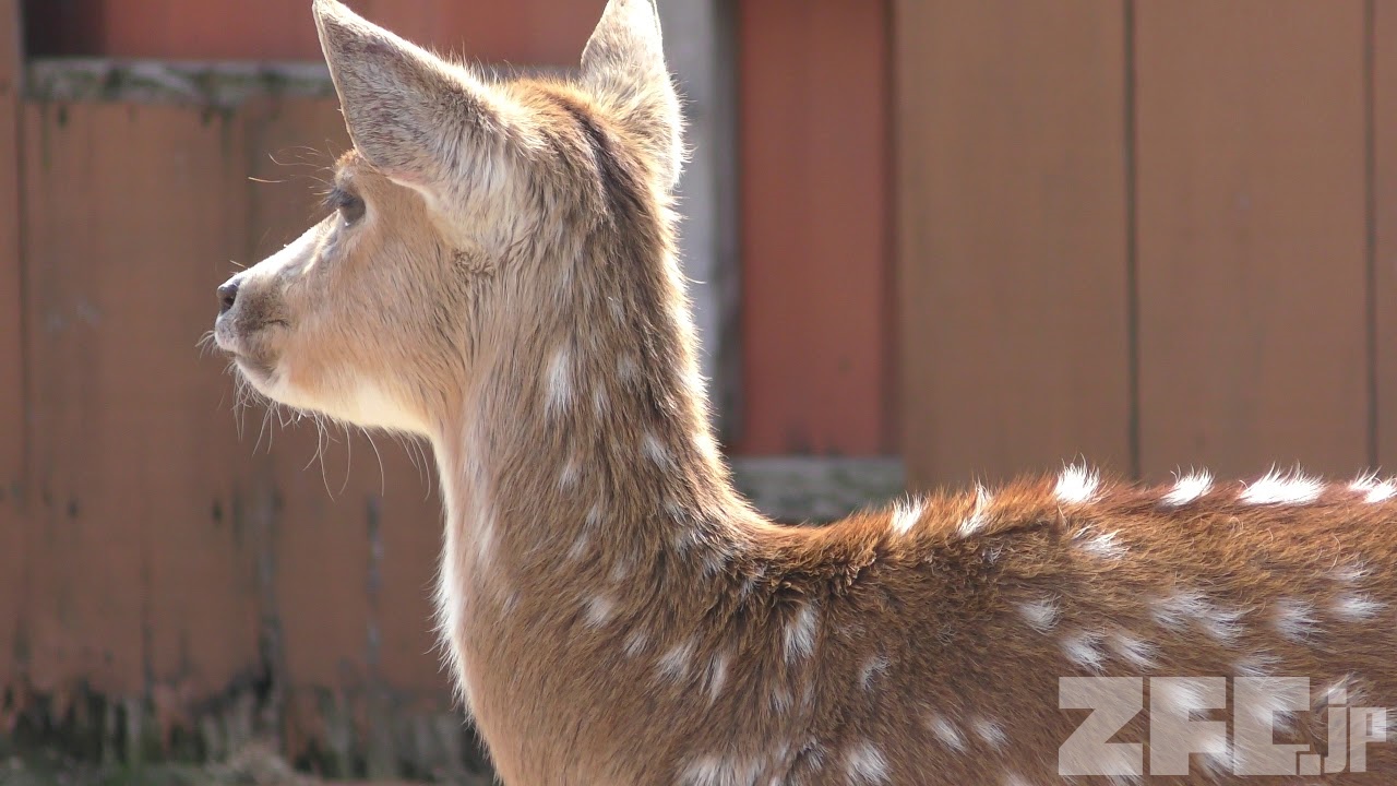 オオカンガルー と アキシスジカ (赤穂海浜公園 動物ふれあい村) 2019年2月16日 ZFC.jp