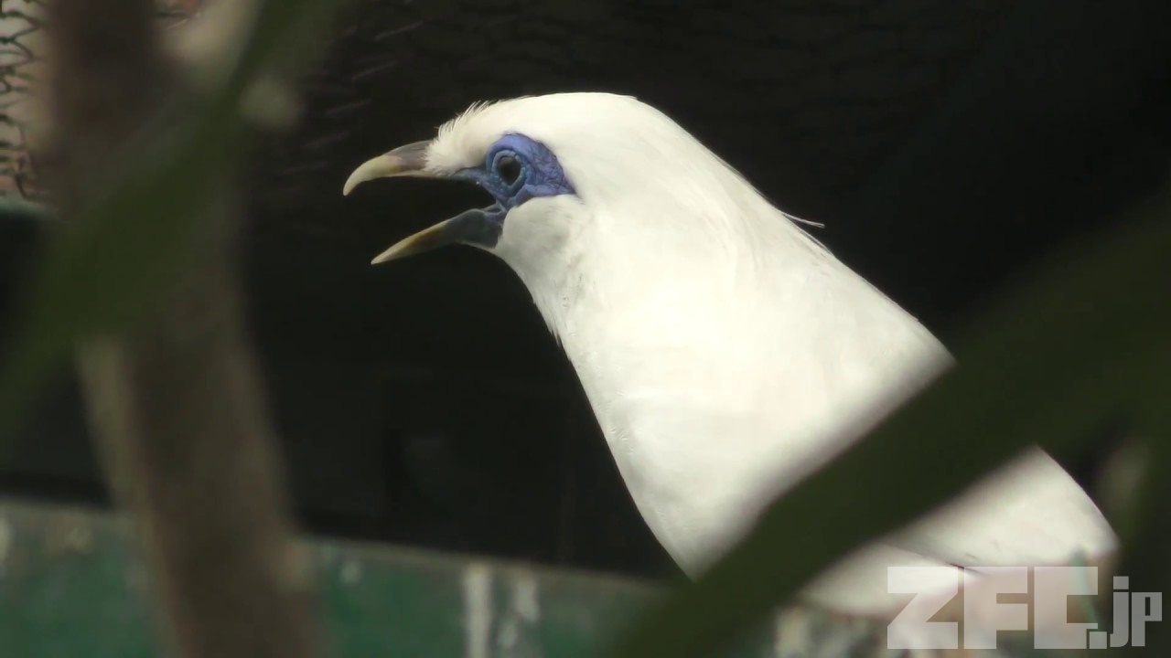 カンムリシロムク 動物図鑑 ZFC.jp