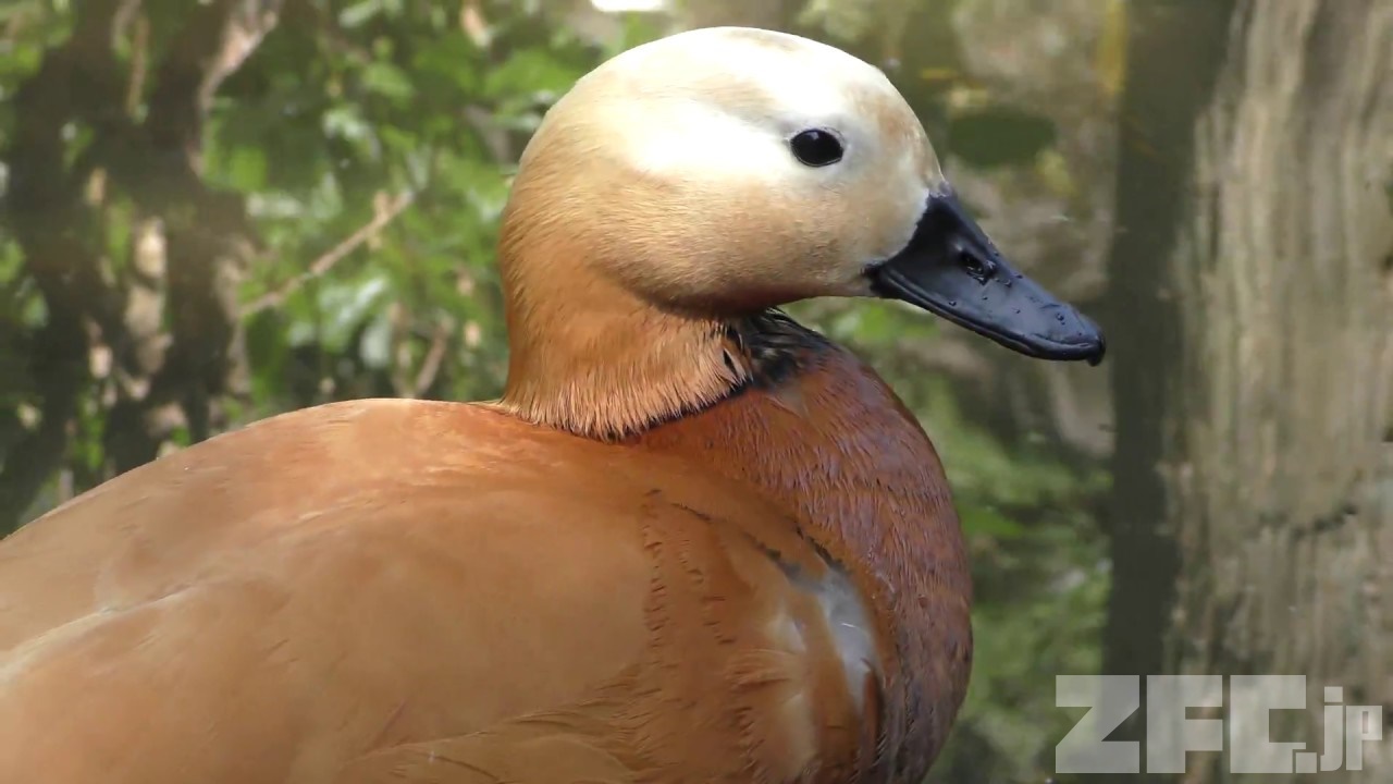アカツクシガモ (伊豆シャボテン動物公園) 2018年4月22日 | ZFC.jp