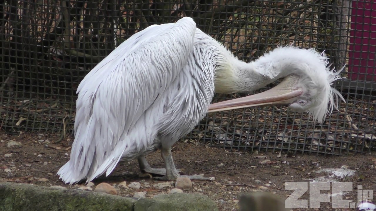 ハイイロペリカン 埼玉県こども動物自然公園 18年2月3日 Zfc Jp