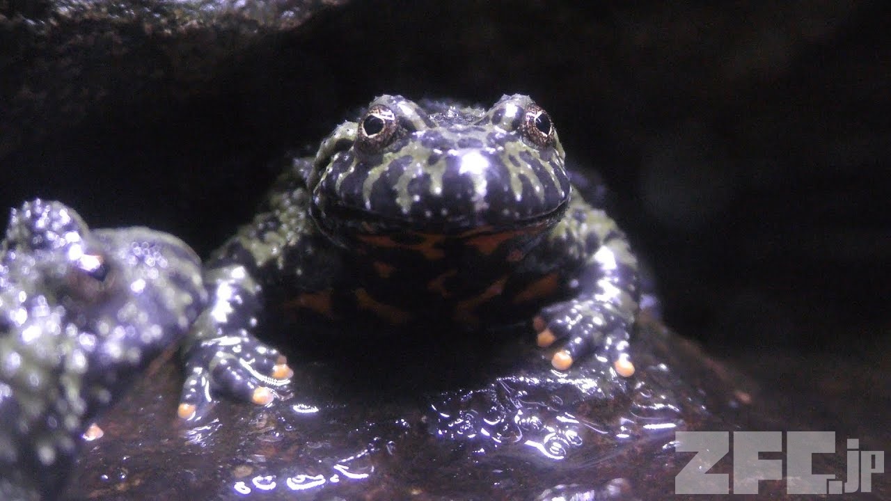 チョウセンスズガエル | 動物図鑑 | ZFC.jp