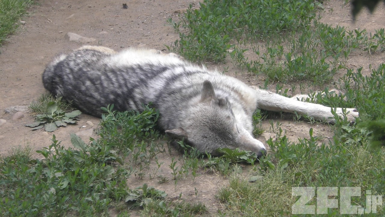動物 セネガルショウノガンに雛が誕生しました！ | 動物ニュース