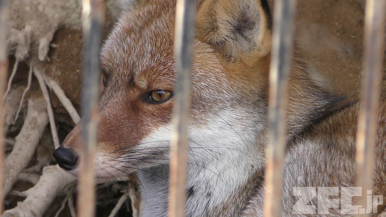 キツネページ キツネまわりみち ~グータラしててもやる気はあるから~ | tama, tama