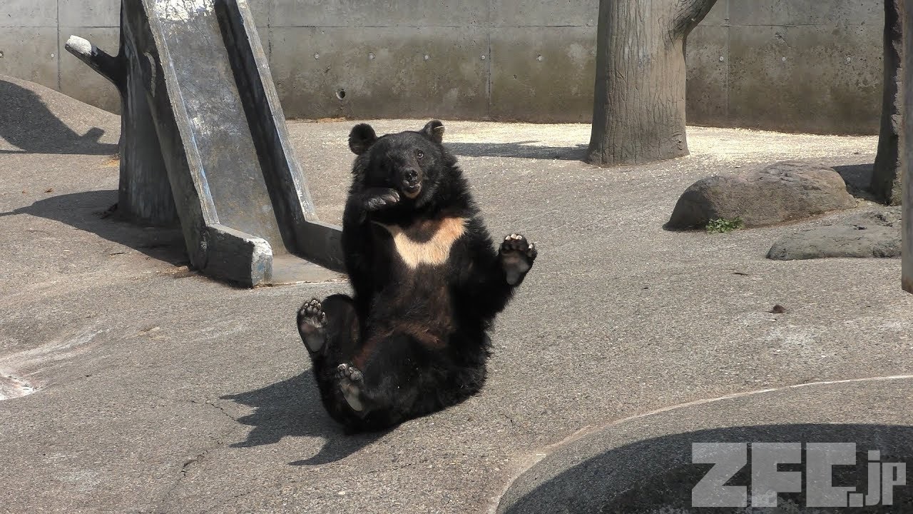 中くまエリア (北秋田市 くまくま園) 2019年8月6日 | ZFC.jp