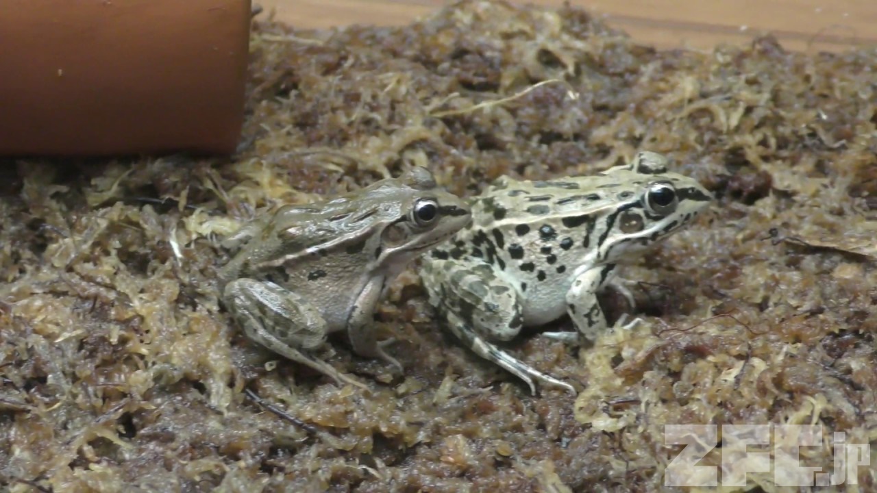 ナゴヤダルマガエル | 動物図鑑 | ZFC.jp