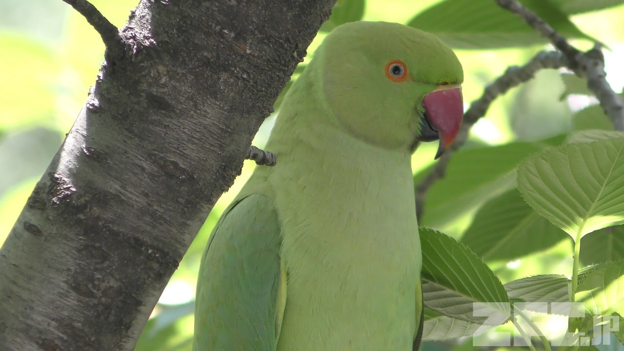 HUAWEI - すかいんこ ホンセイインコ | 動物図鑑 | ZFC.jp