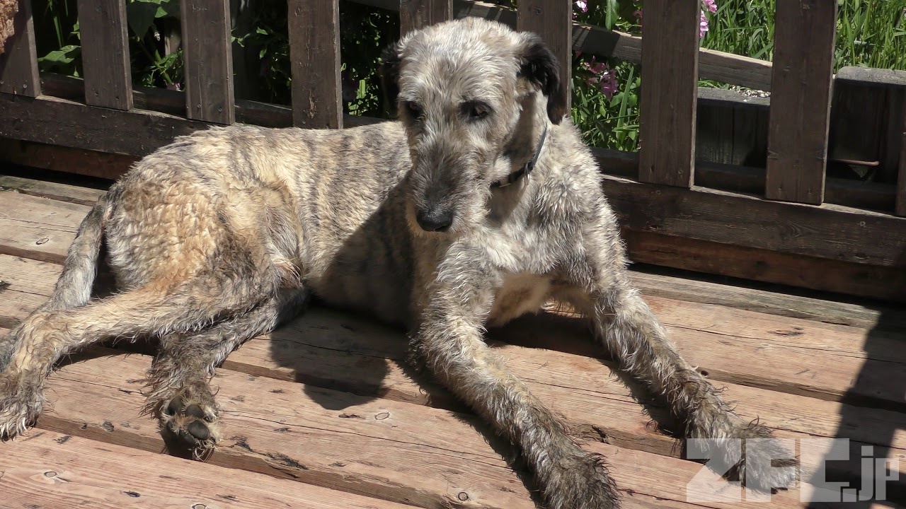 アイリッシュウルフハウンド 動物図鑑 Zfc Jp