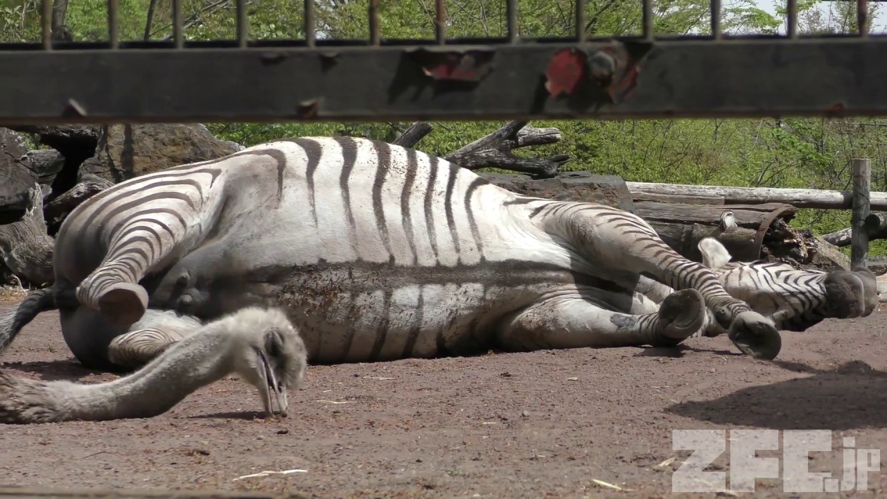 横になるグラントシマウマ 羽村市動物公園 18年4月8日 Zfc Jp 横になるグラントシマウマ 羽村市動物公園 18年4月8日 Zfc Jp