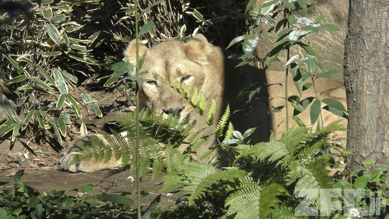 インドライオン | 動物図鑑 | インドライオン | 動物図鑑 |
