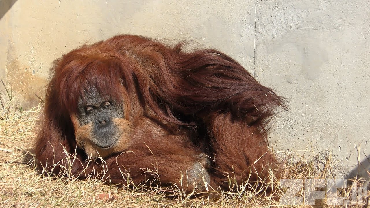かめれおんです❗️オランウータン　旭山動物園　レトロ　初代　レア　希少❣️ かめれおん様専用です❗️オランウータン 旭山動物園 レトロ