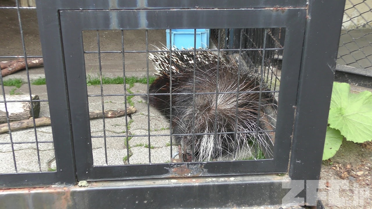 アフリカタテガミヤマアラシ の テンテン 釧路市動物園 19年7月4日 Zfc Jp