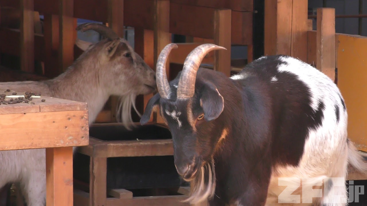 アフリカピグミーゴート | 動物図鑑 | ZFC.jp