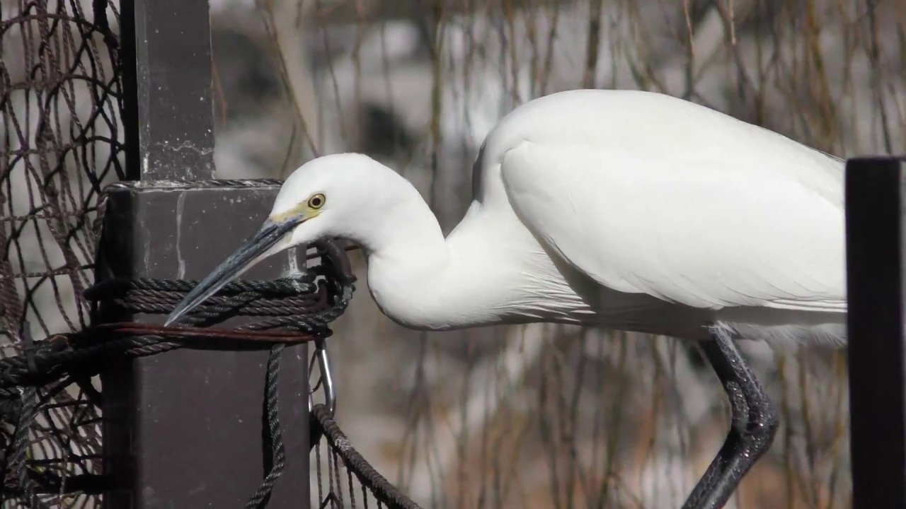 Little egret