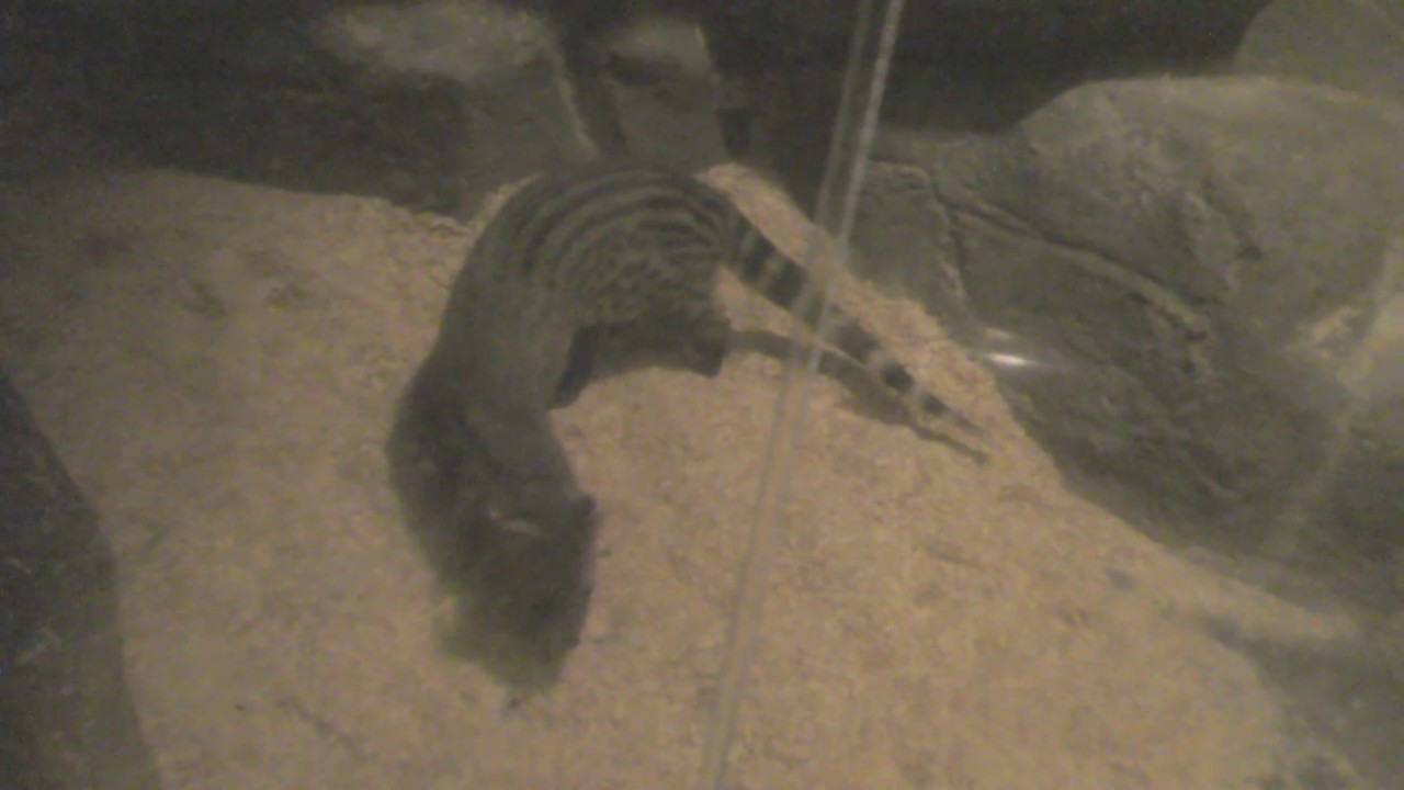 Small indian civet