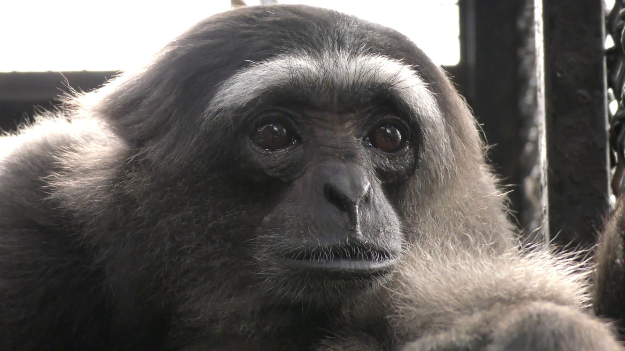Silvery gibbon