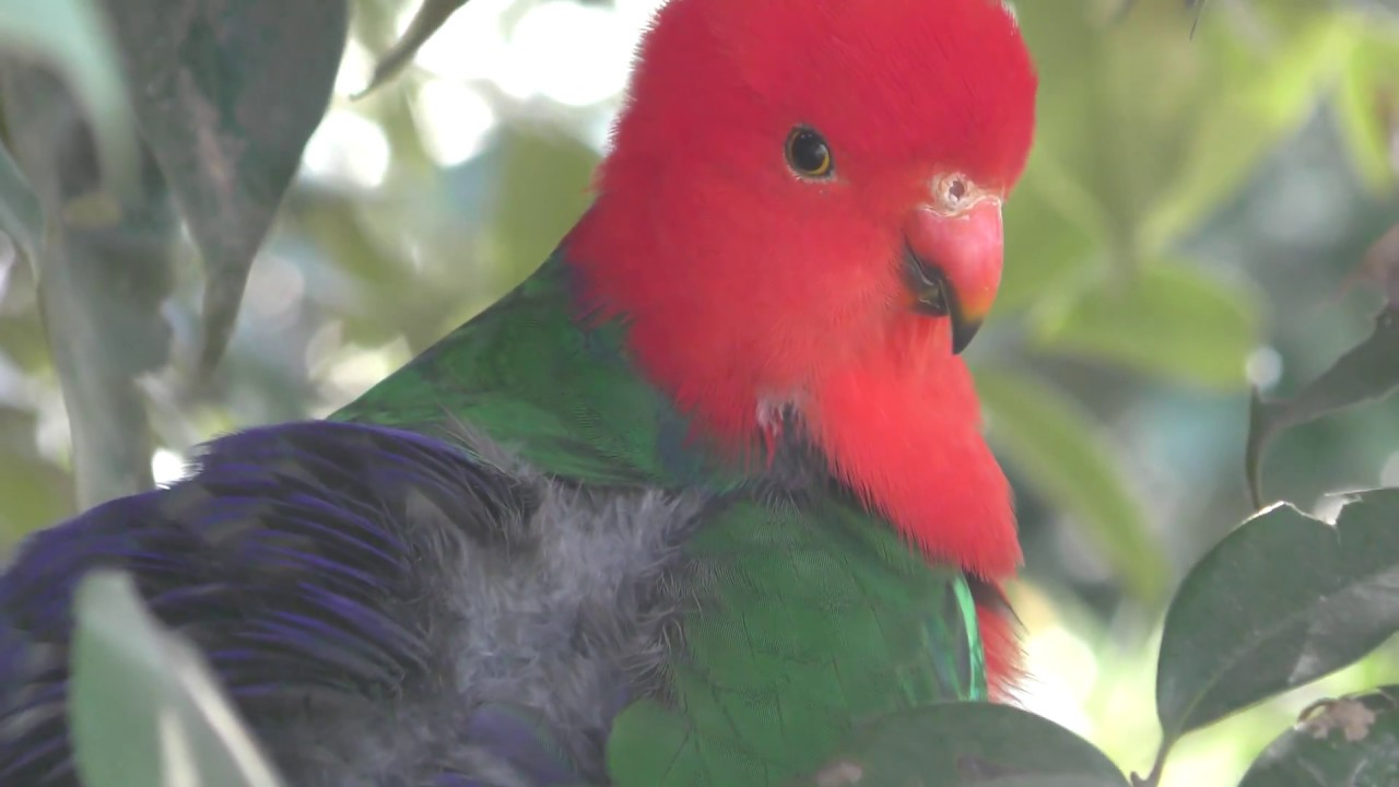 Australian king parrot