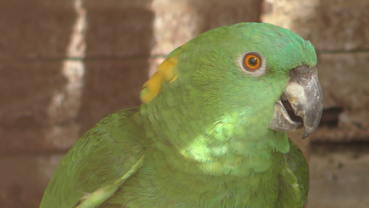 Single yellow-headed amazon