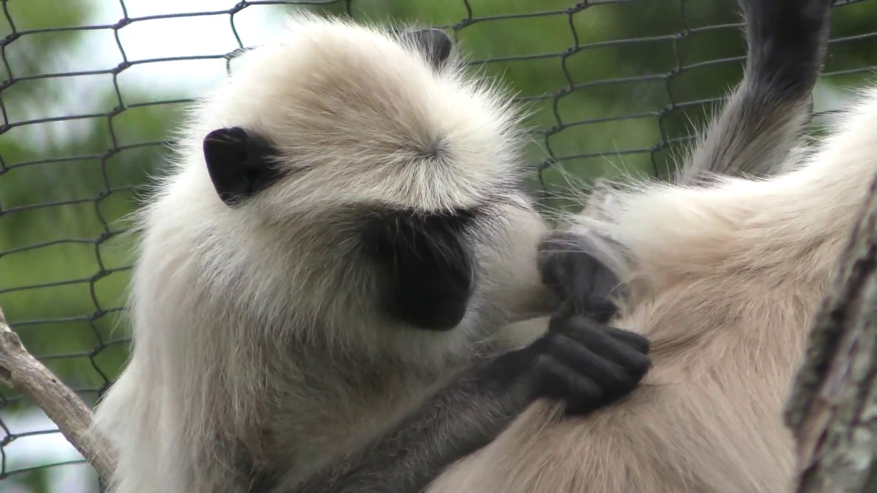 Hanuman langur