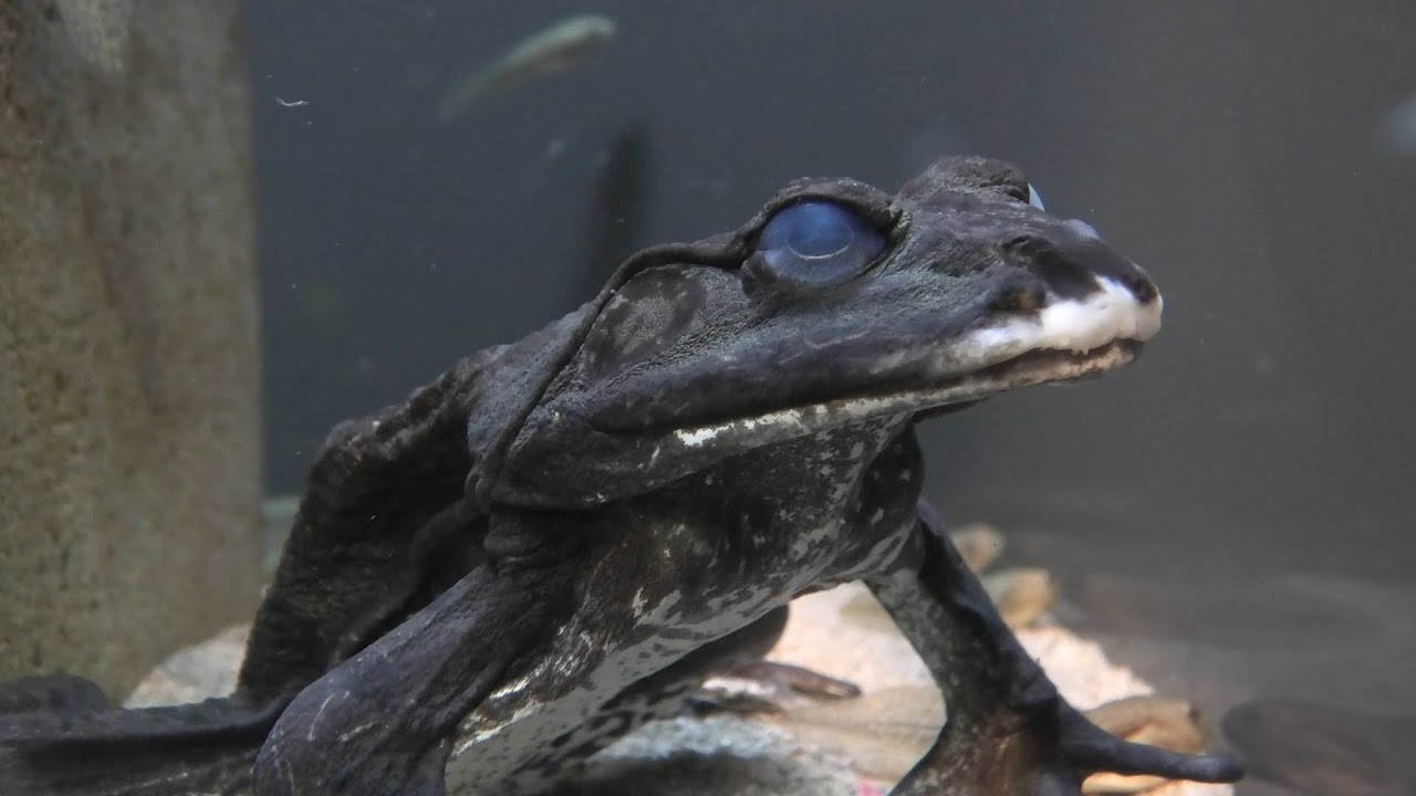 American bullfrog