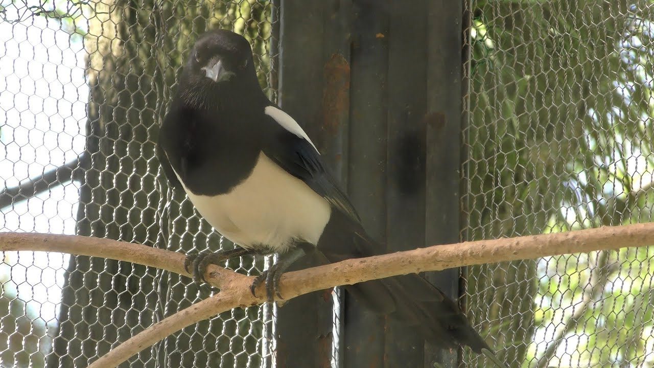 Eurasian magpie