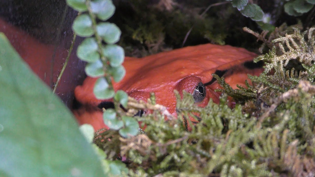 Tomato frog