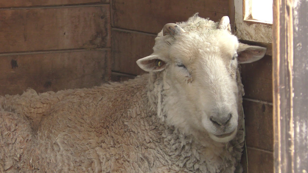 Merino