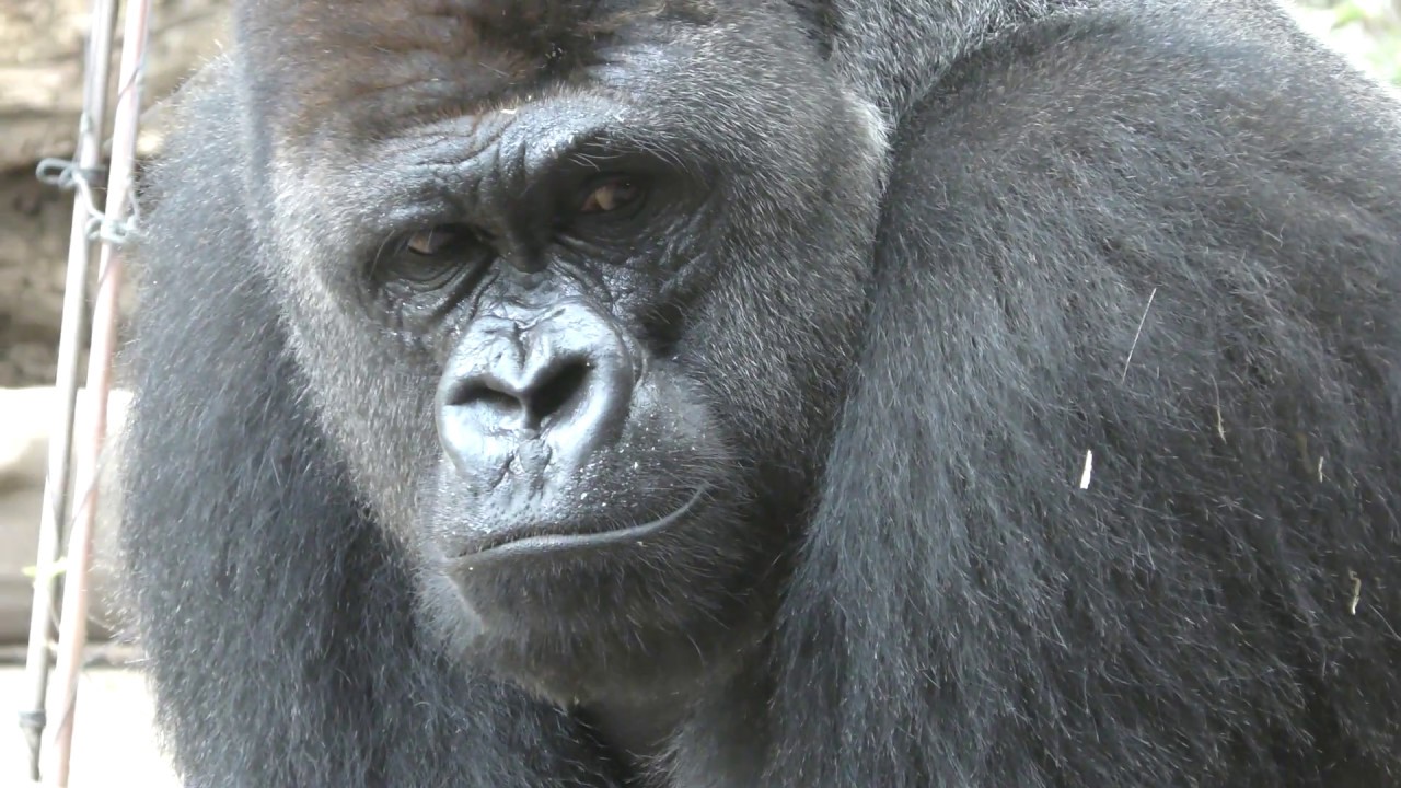 Western gorilla