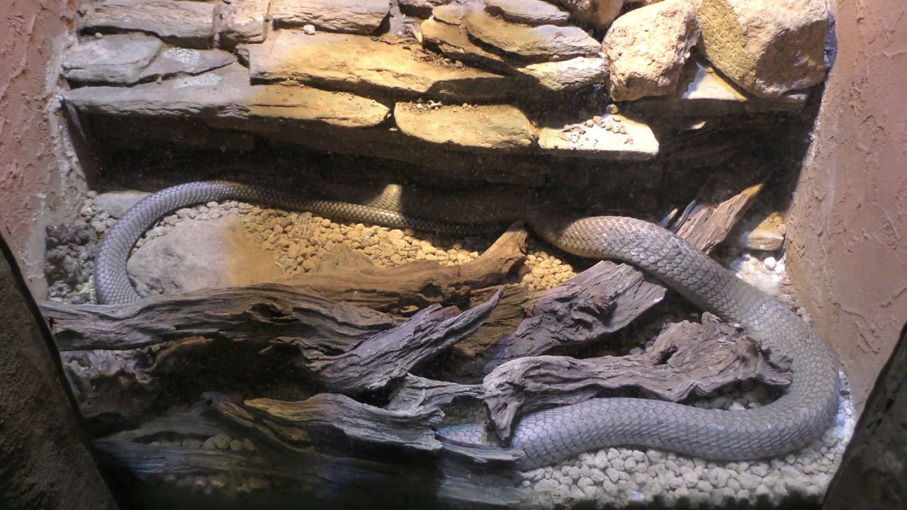 King cobra