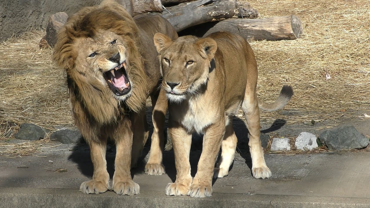 ライオン | 動物図鑑 | ZFC.jp