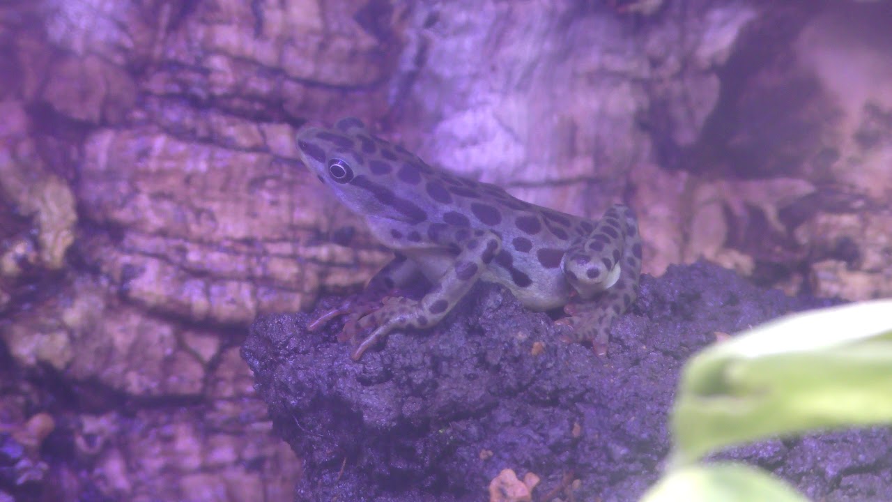 Atelopus balios