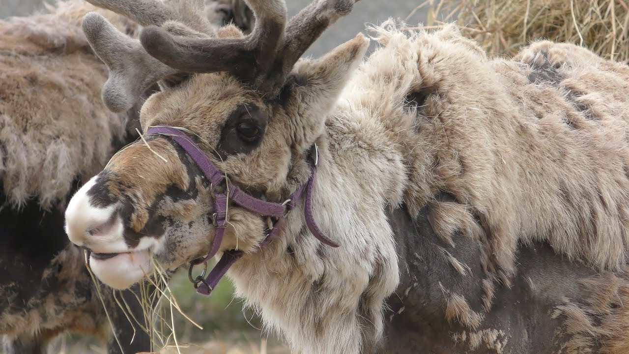 Reindeer
