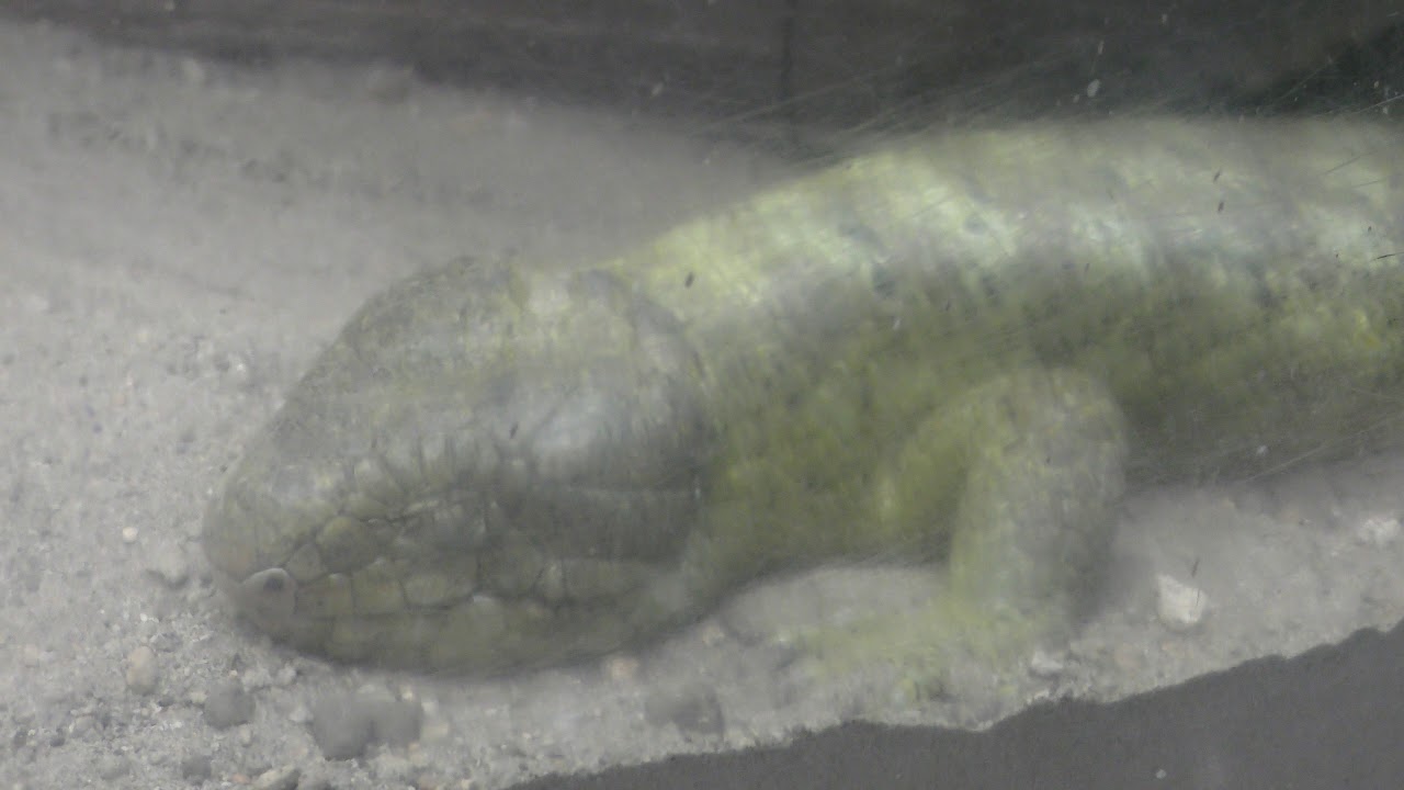 Monkey-tailed skink