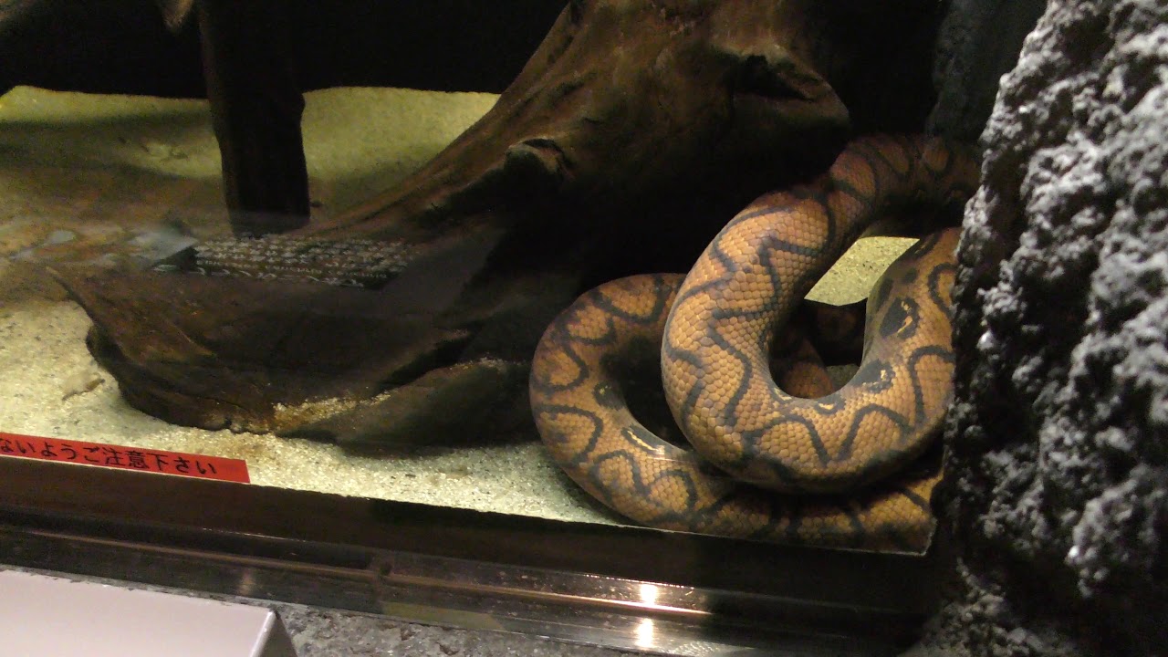 Brazilian rainbow boa