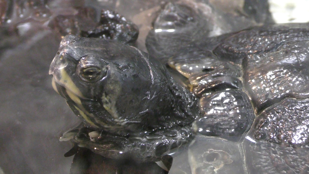 Yellow-bellied slider