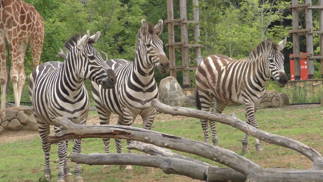 サバンナシマウマ